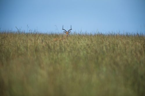 A male impala oversees his harem of females