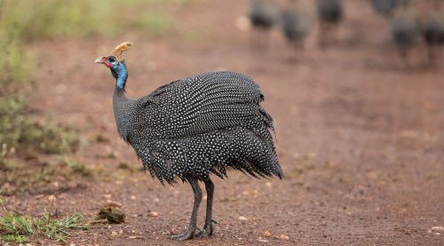 A guineafowl mother keeps a watchful eye for danger
