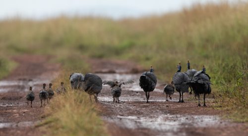 A family of guineafowl search for food after the rains