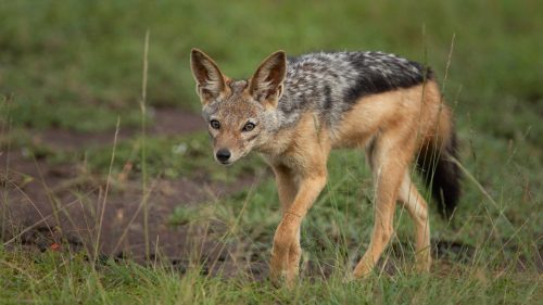 A jackal keeps an eye on a nearby family of guineafowl