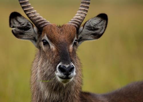 A female waterbuck on high alert