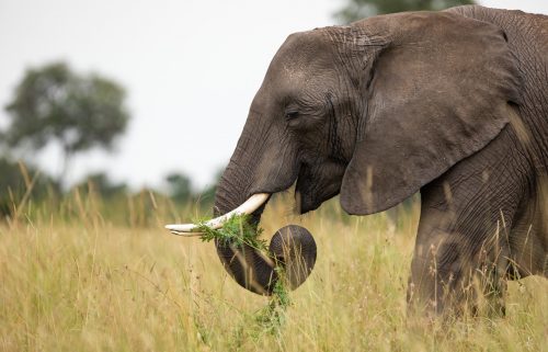 A female elephant feeds on an acacia sapling