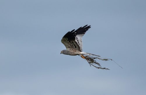 Montagu’s harrier in flight