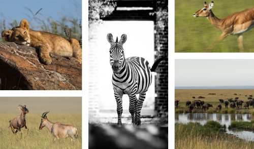 This week brought an abundance of animal sightings in the Mara Triangle