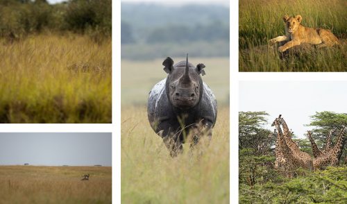 From a secretive serval, to a bold black rhino the tall grasses and green thicket provide sustenance and shelter for all animals