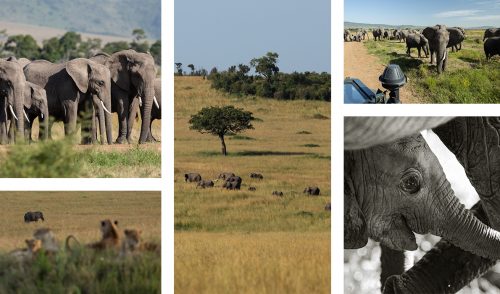 The Elephants in the Mara are not only abundant, but incredibly relaxed too