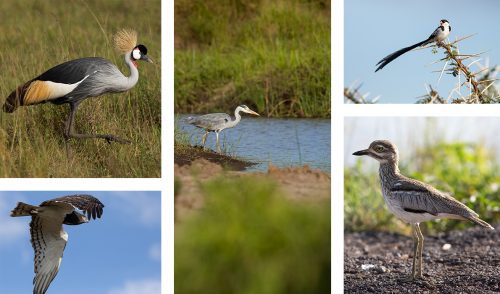 Birds of all shapes and sizes continue to thrive in the Mara ecosystem