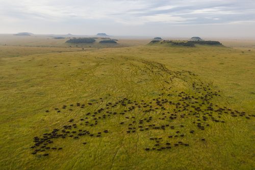 A large herd of buffalo make their way through the Mara Triangle