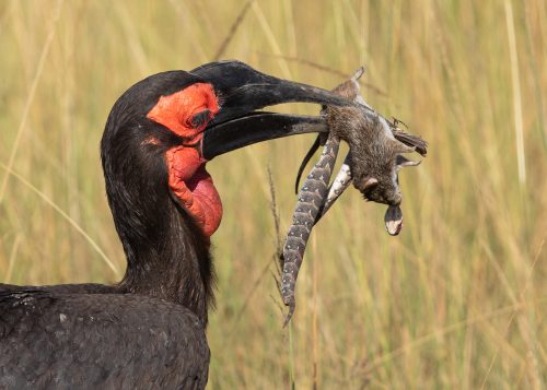 A male Southern ground hornbill with a range of treats for his mate and fledgling nesting nearby