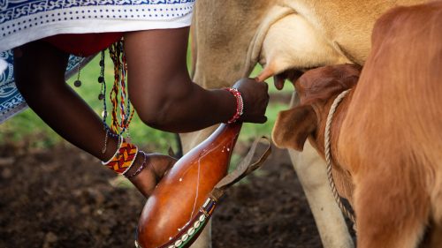 Local Maasai milk supplier