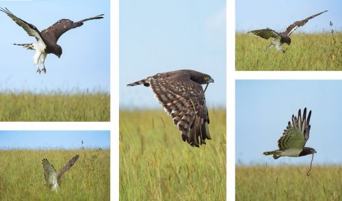 A black-chested snake eagle hovers over a snake before making its kill