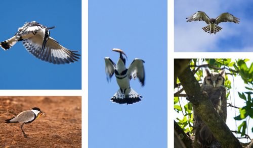 We wonderful week of birds from a pied kingfisher catching a fish to a spur-winged plover and best of all a Verreaux’s eagle-owl