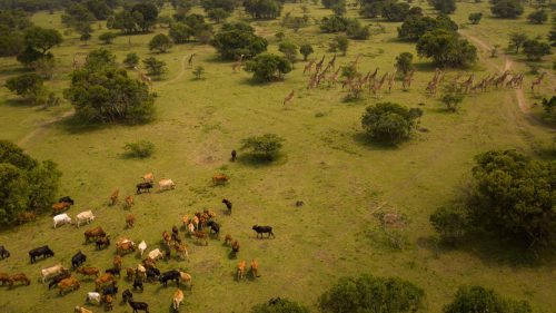 An example of the interaction between livestock and wildlife in the Maasai Mara