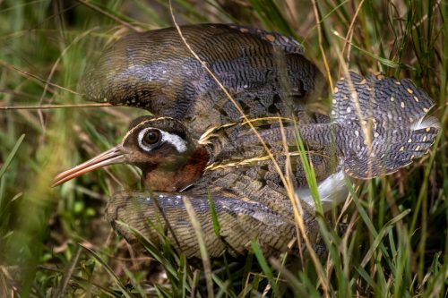 A protective African painted snipe