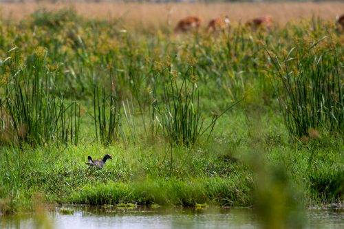 A lovely sighting of an African swamphen