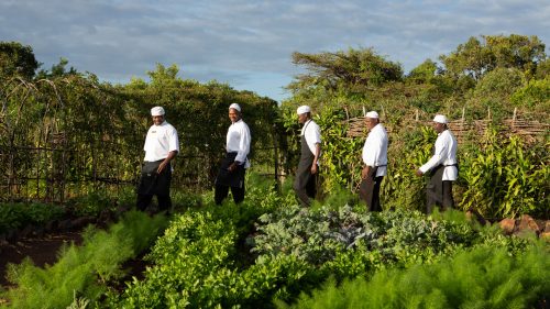 Angama chefs in the Shamba