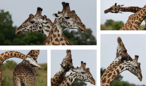 Male giraffe ‘necking’