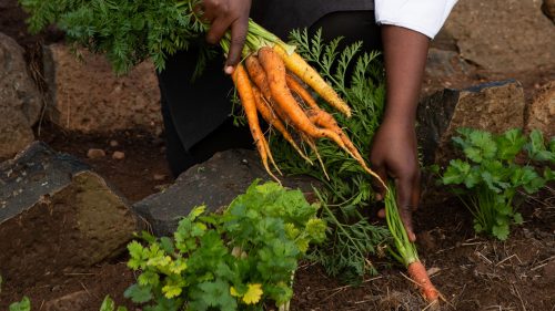 Fresh carrots right from the earth