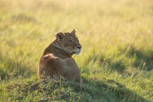 Mama Kali, has been mating this week with members of the Bila Shaka Coalition
