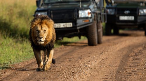 Chongo, one of the Bila Shaka males coming down the road