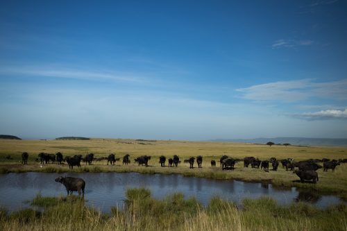 A herd of buffalo drinking at the dam
