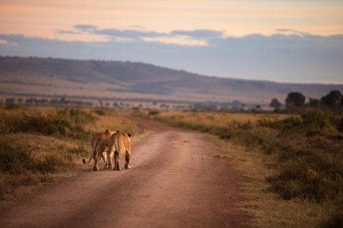 Lionesses on the road