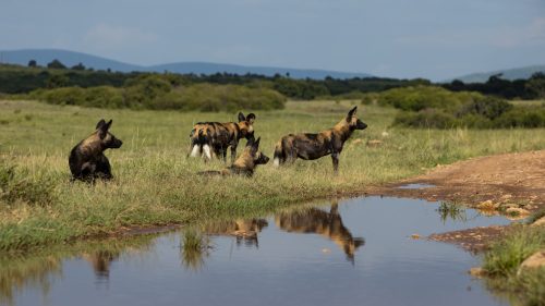 Wild dogs spotted in the Northern Mara