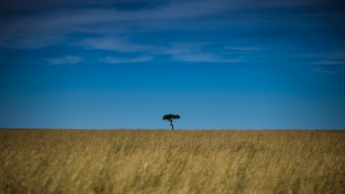 A typical Mara landscape