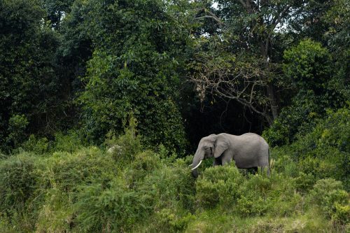 An elephant grazing along the edge of the forest
