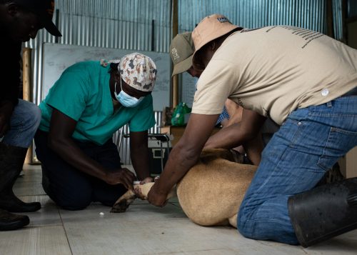 A successful make-shift veterinary clinic