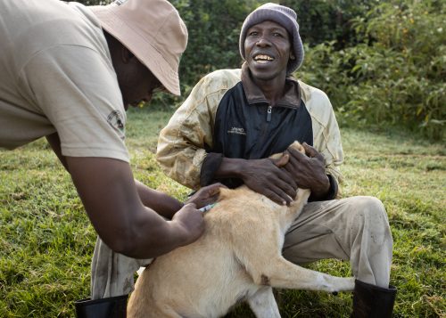 Vaccinating dogs from nearby communities