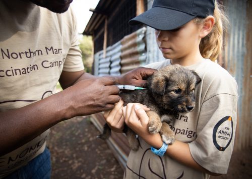 Animal owners from nearby came to have their pets spayed or neutered