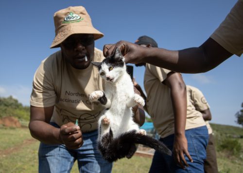 One of 1444 dogs, cats and donkeys vaccinated against rabies
