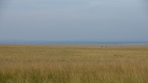 Have you ever wondered why lions are the colour they are?
