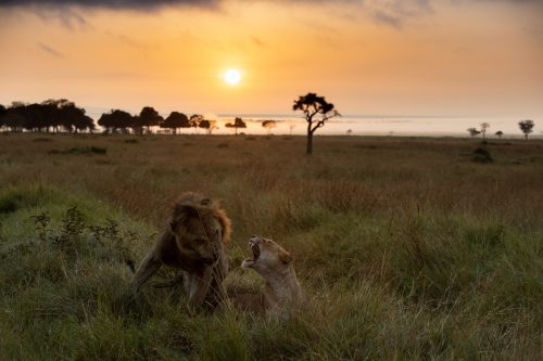 Mating begins with Kiok, one of the Bila Shaka males