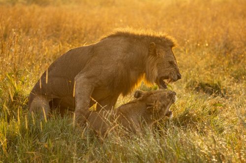 The female is a lioness from the Angama Pride
