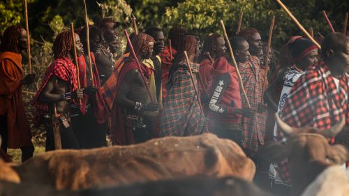 Maasai warriors kitted in their traditional shukas, walking through the manyatta