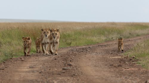 A pride of lion walk gracefully along the road