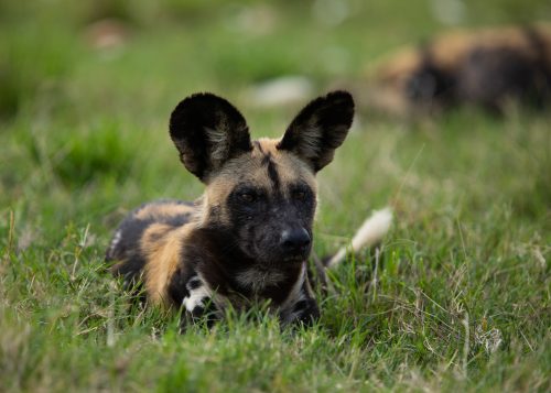 A rare wild dog siting in the Maasai Mara