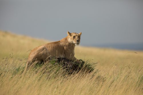 A lioness finds a good rock to look out for prey