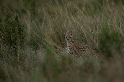 A serval appears out of nowhere
