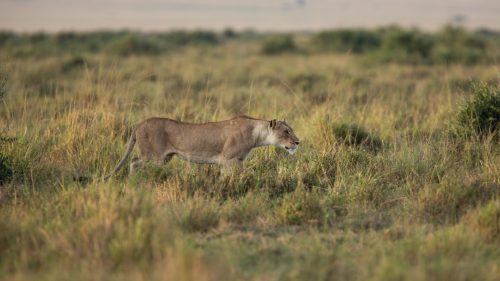 A lioness in action
