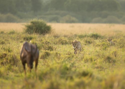 A lioness stalking a topi