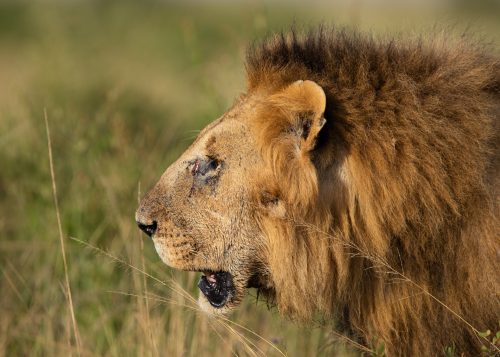 A profile of a male lion 
