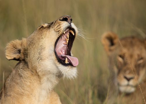 Lioness mid yawn
