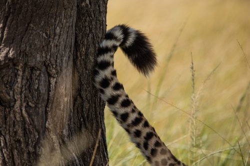 The flick of a lovely, spotted tail