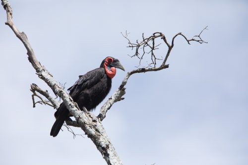 Ground hornbill in a tree