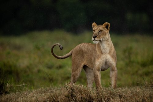 A lioness poses dramatically in the rain