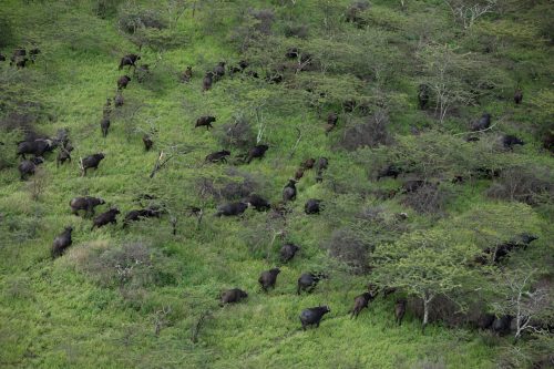 Unhabituated buffalo dash for cover