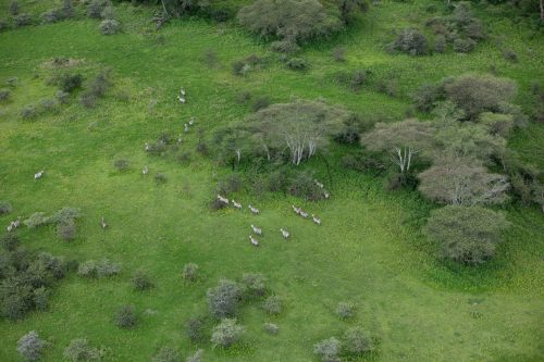 A herd of zebra dot the landscape